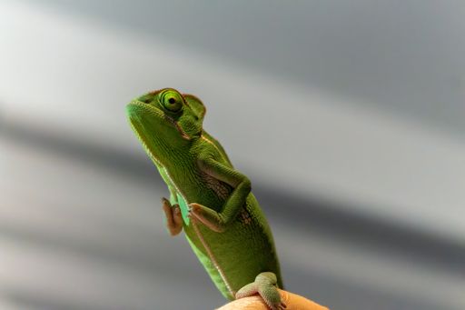 A closeup shot of green chameleon against shadow white background