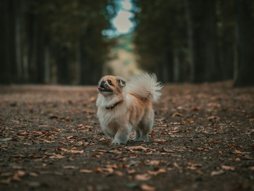 A lonely Tibetan spaniel standing on the ground in the background of trees.