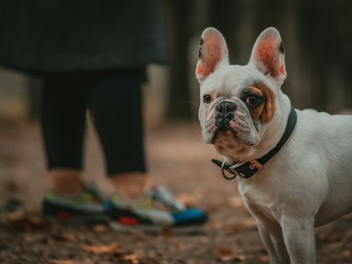 A close-up shot of a French bulldog standing on the ground full of autumn leaves.