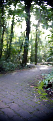 A selective focus shot of a brick path with little moss in a park