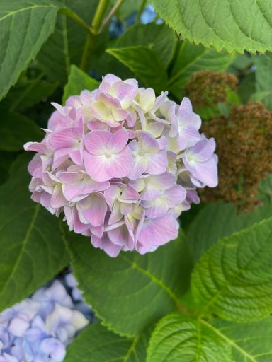 A vertical shot of purple hortensia blossoming in the garden