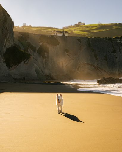 A vertical shot of a white Swiss shepherd walking on a beach in sunny weather in the background of a huge cliff.