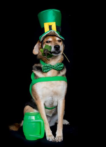 portrait of a mongrel dog with a clover in his mouth and saint patrick's clothes on a black background