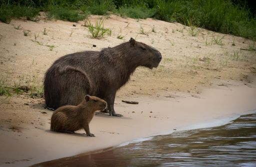 A closeup shot of the female capybara and baby calf at the edge of a river