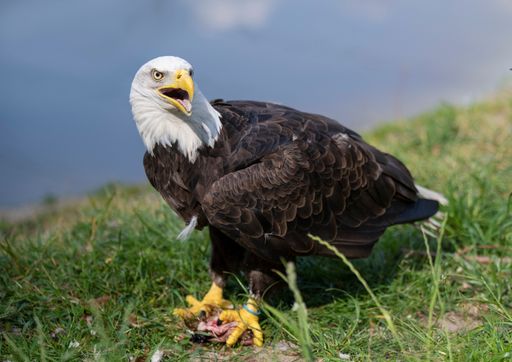 A closeup shot of a bald eagle sitting on the grass
