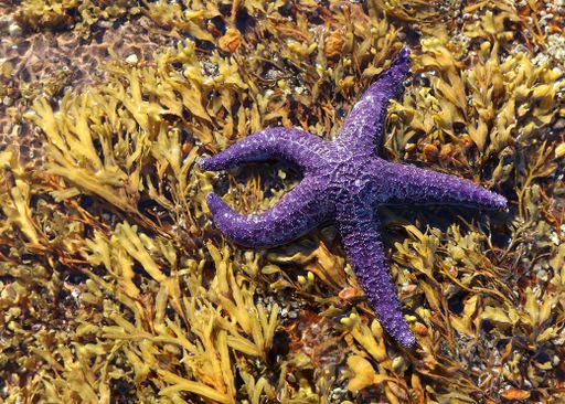 A Closeup of a purple starfish laying on seaweed in Nanoose Bay, British Columbia, Canada