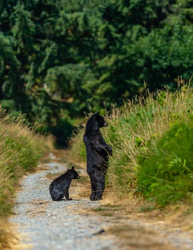 A closeup of a black bear in a forest