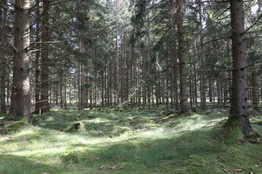 A forest of tall thin trees filled with sunlight. Great for background