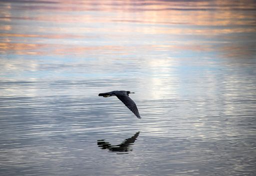 A beautiful shot of a seagull flying over a lake at sunset