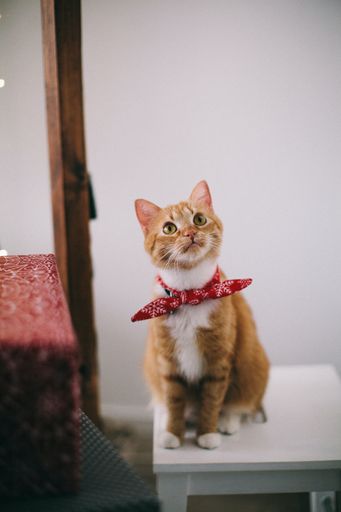 A cute yellow kitten with a red butterfly bow tie sitting on a white chair and looking up