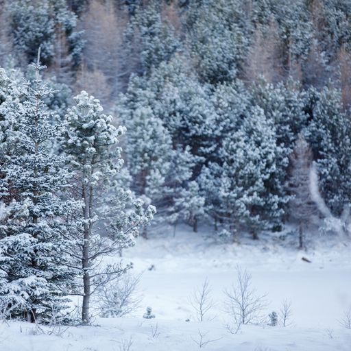 A beautiful view of a snowy forest with trees on a sunny day