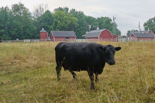 A black cow in a rural field