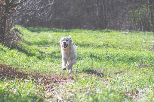 A portrait of a golden retriever running in the meadow