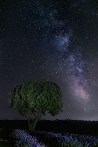 A mesmerizing vertical shot of tree under a starry night milky way