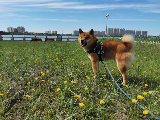 A closeup shot of the Siberian Husky dog standing on grass and enjoying the sunny day with the city on the background