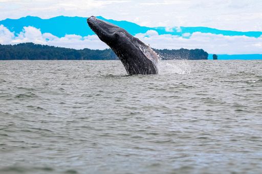 A big whale jumping out of the water in a sea