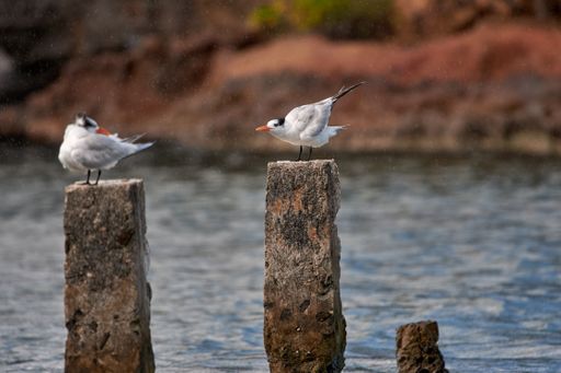 A closeup of two small white Common Terns standing on stone columns in the sea