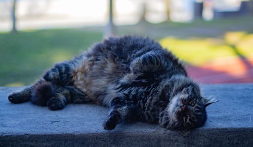 A closeup shot of a cat laying