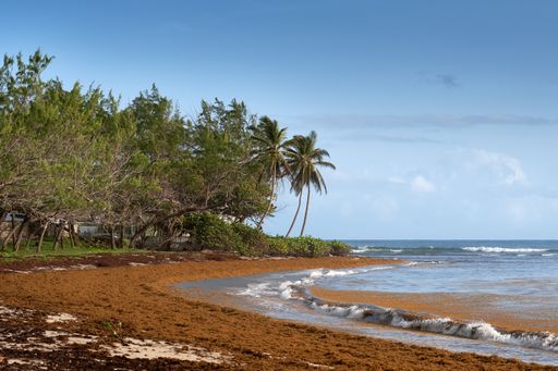 A beautiful shot of a beach next to some trees in the daytime.