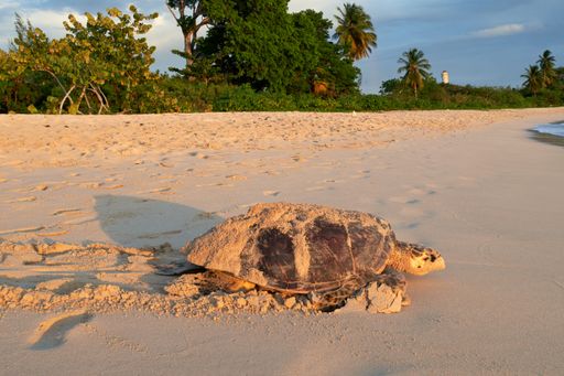 A huge sandy turtle on the beach surrounded by palms and plants.