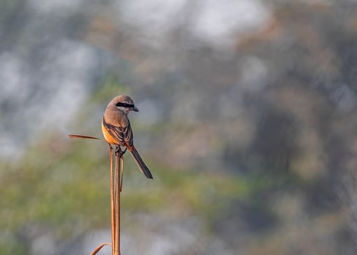 A shallow focus photo of long tail shrike bird perching on a twig