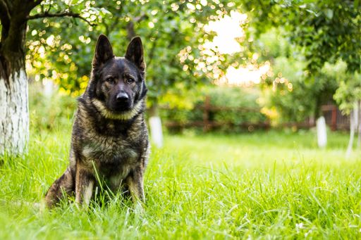 A selective focus of a German Shepherd sits on the green grass in a park