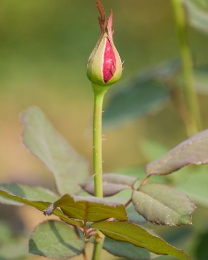 A vertical shot of a pink rose cocoon