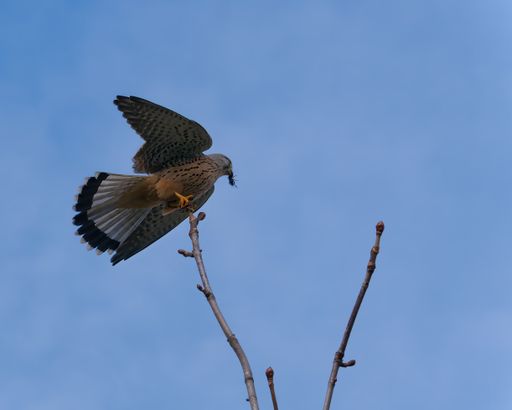 A low angle shot of a Common Kestrel landing on a tree branch under the blue sky