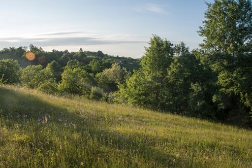 A grassy field surrounded by trees under a blue sky on a sunny day