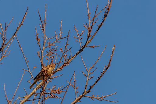 A closeup shot of an Itinerant thrush bird  perched on a bare tree branch on a blue sky background