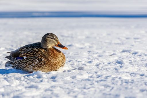 A closeup shot of a female mallard sunning herself  on a snow near Mud Lake at the winter
