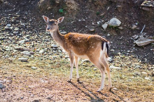 A closeup shot of a cute female deer