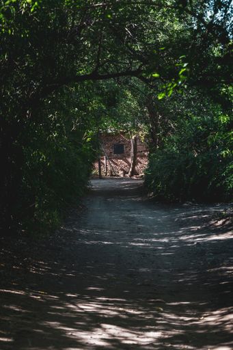 A vertical shot of the narrow pathway in the shade of trees with dense foliage in the park
