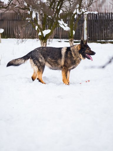 A vertical shot of German Shepherd in snowy park