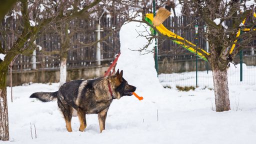 A closeup shot of a german shepherd playing outdoors in winter