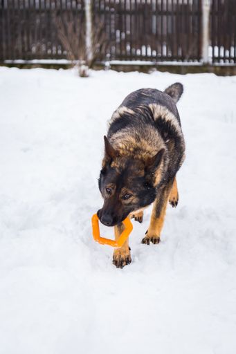 A vertical shot of an adorable German Shepherd playing outdoors on a snowy weather