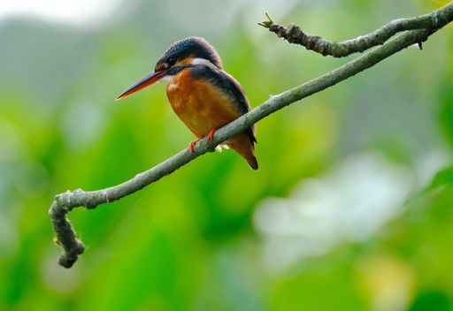 A closeup shot of the Common kingfisher bird settled on the branch of the tree on a blurry background