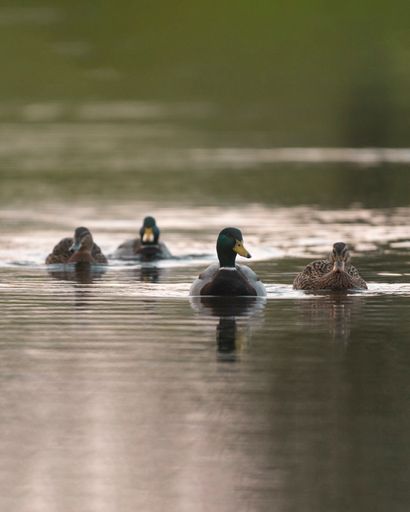 A vertical shot of male and female mallard ducks swimming on the pond