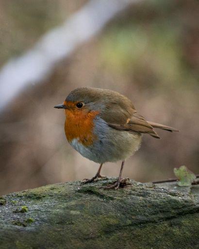 A vertical shot of a robing perched on a wood