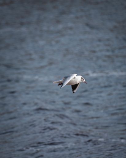 A vertical shot of a seagull flying over the water