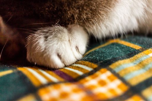 A selective focus shot of a gray cat paw