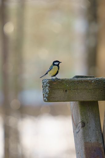 A close-up shot of a Great tit bird perched on a wooden fence on a blurred background