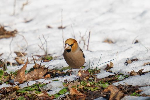 A Hawfinch searching for food in the snow in the forest in winter