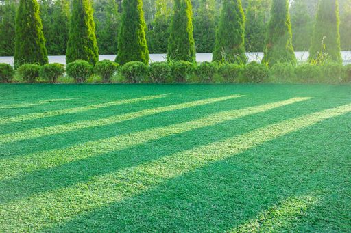 Decorative trees lined around the park and shadows falling on the green