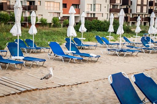 A single seagull walking along a sandy wooden dock with sun loungers and closed beach umbrellas on sides