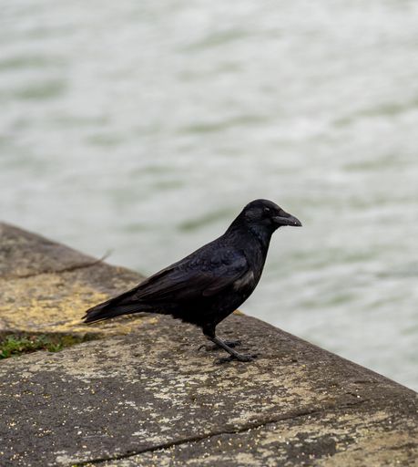 A Black crow in front of a lake. The crow is looking for some food