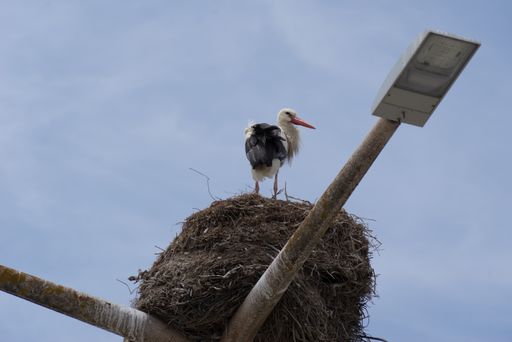 A closeup shot of a Stork standing in his nest