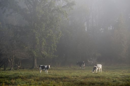 A wide shot of black and white cows grazing in a grass field surrounded by trees