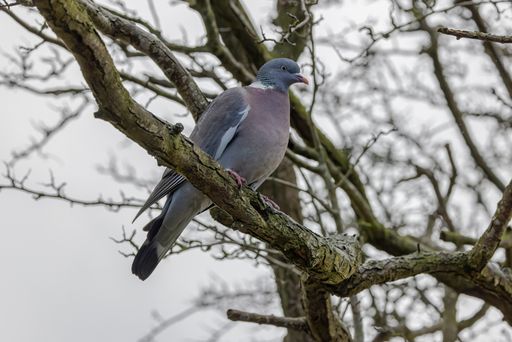 A closeup shot of a Common Woodpigeon (Columba palumbus)