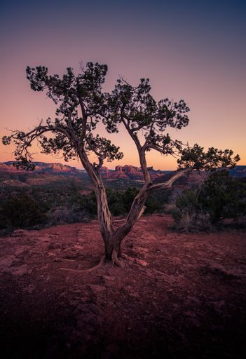A portrait of a tree with the Cathedral Rock in Sedona, Arizona on the far background